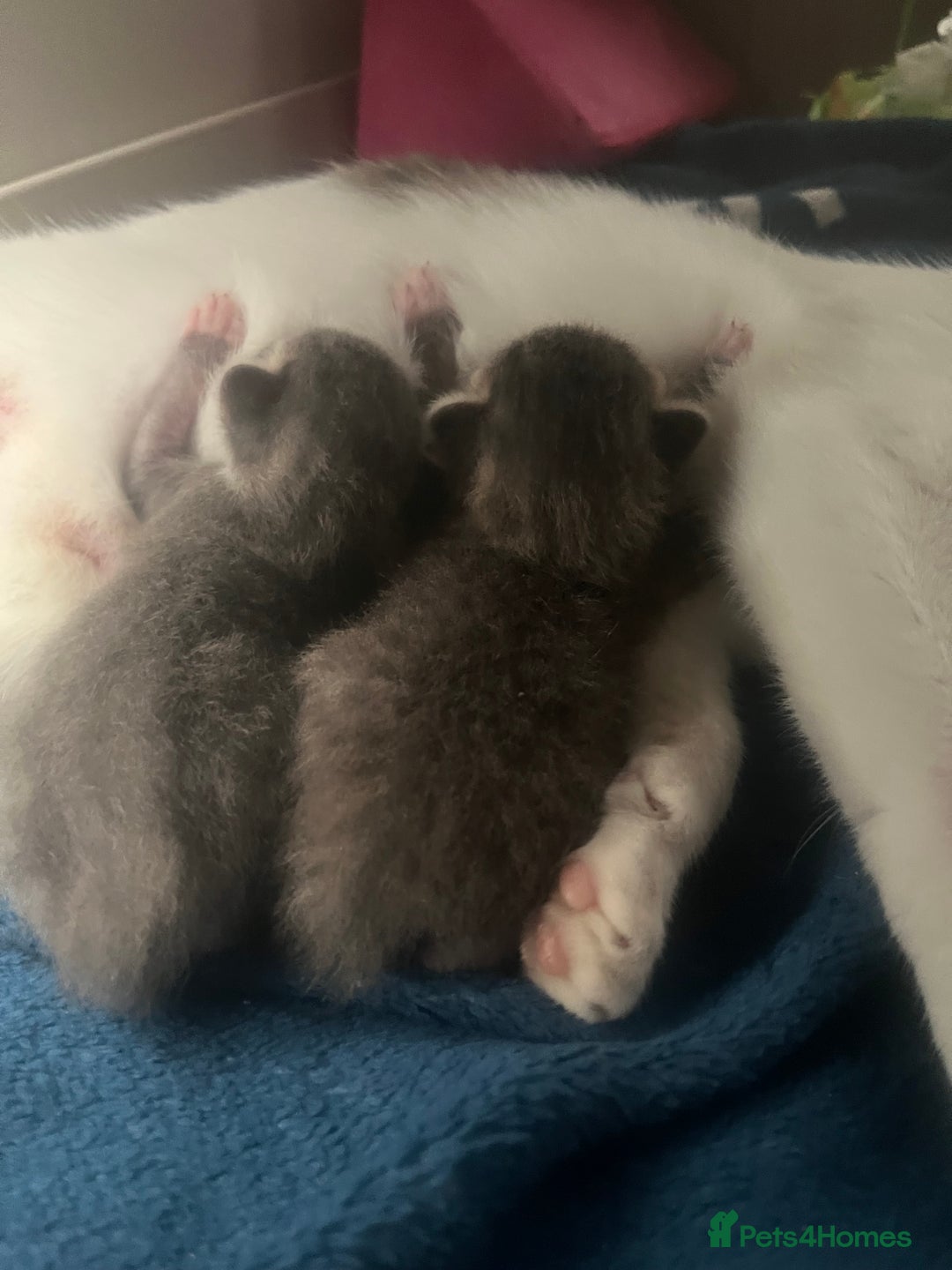 Mixed Breed cats for sale: Half ragdoll girl kittens ready now  - Image 26