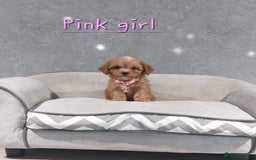 Cavachon dogs for sale: Cavapoochon puppies 🥰 - Image 13