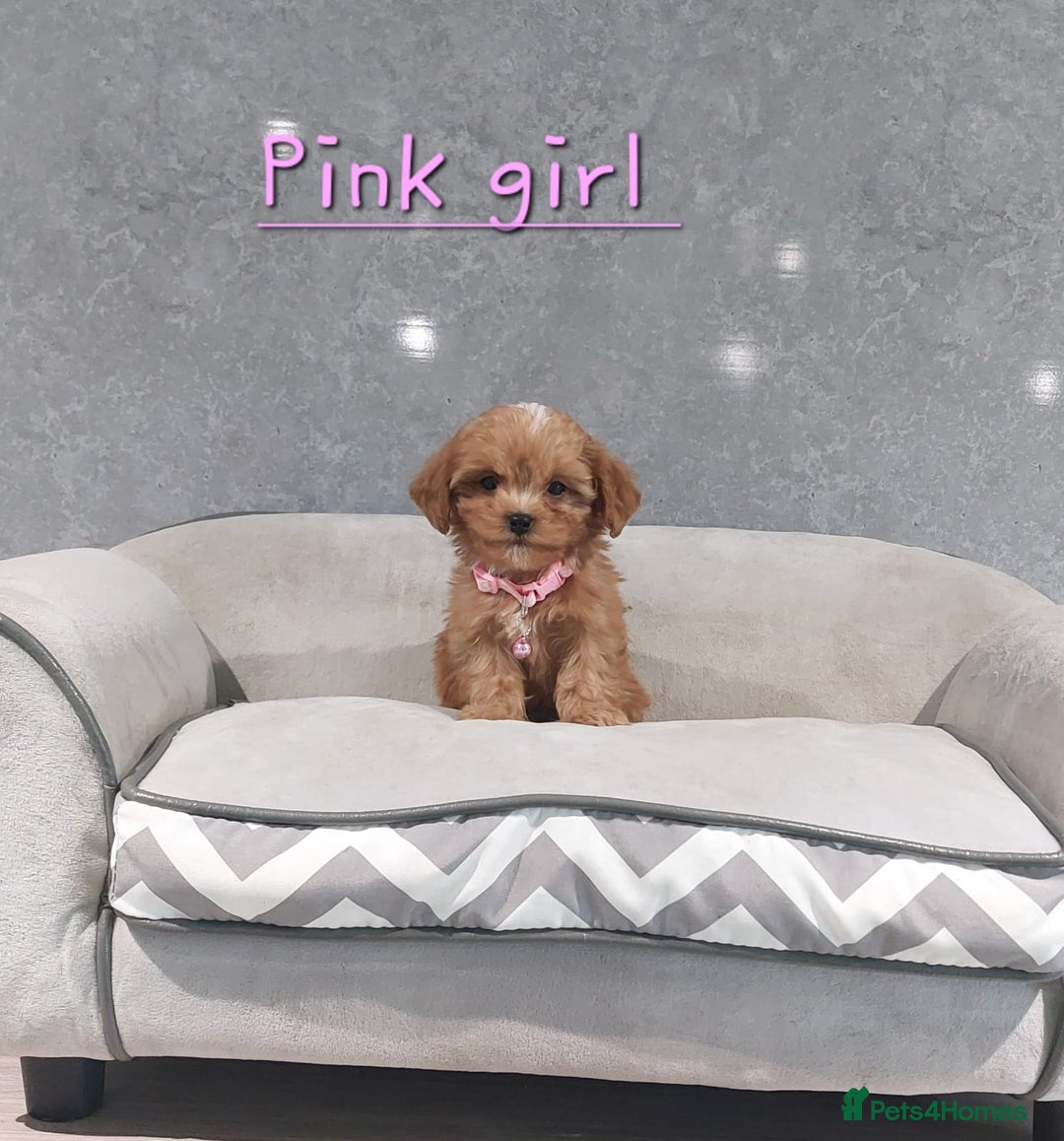 Cavachon dogs for sale: Cavapoochon puppies 🥰 - Image 13