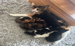 British Shorthair cats for sale: Gorgeous kittens  - Image 1