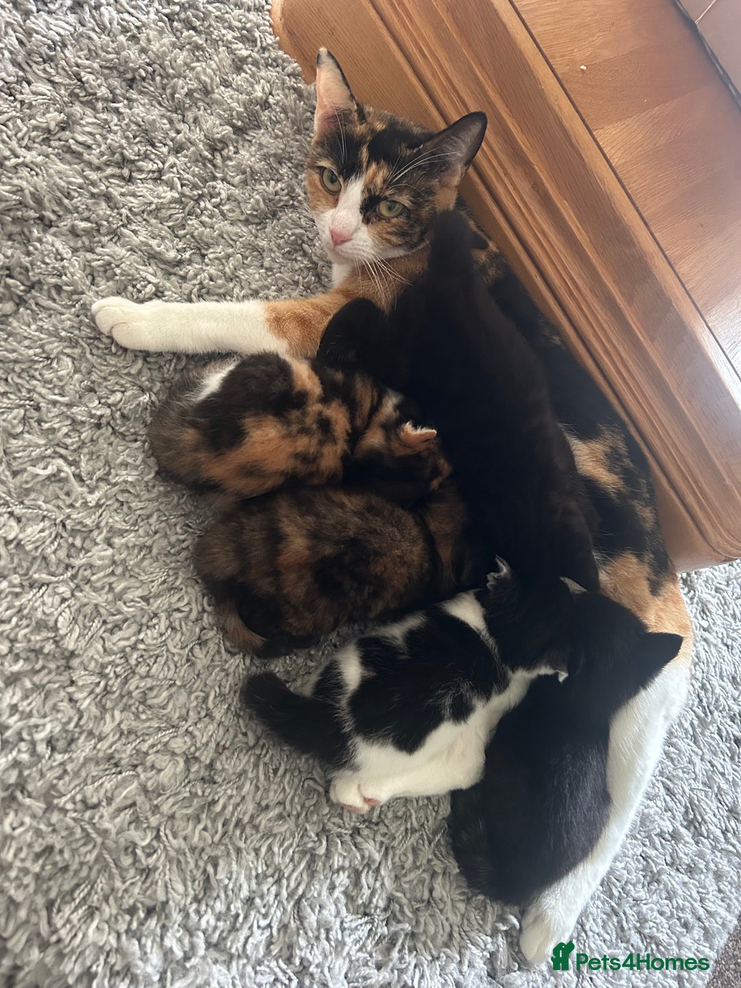 British Shorthair cats for sale: Gorgeous kittens  - Image 1