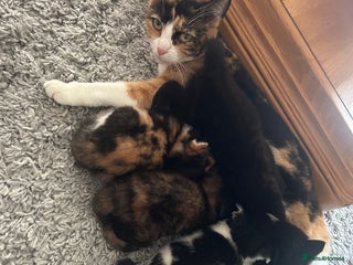 Mixed Breed cats - Advert 4