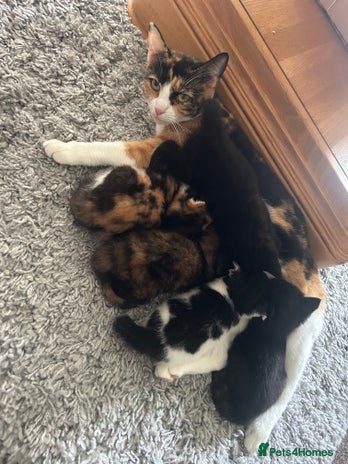 Mixed Breed cats - Advert 9