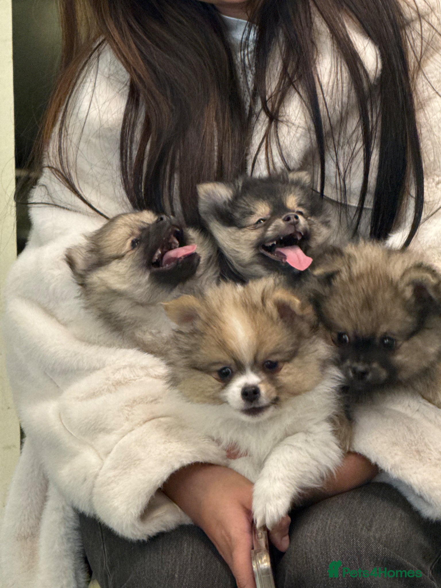 Pomeranian dogs PUREBRED POMERANIAN PUPS Cute Vaccinated & Playful - Advert 5
