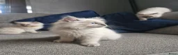 Ragdoll cats for sale: Beautiful ragdoll kittens - Advert 10