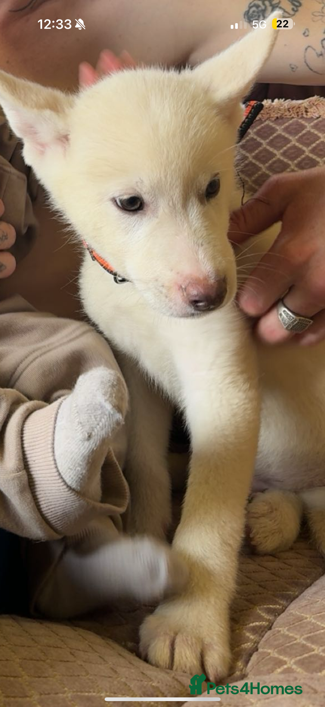 Huskita dogs for sale: 1 husky/akita Puppy for sale  - Image 2