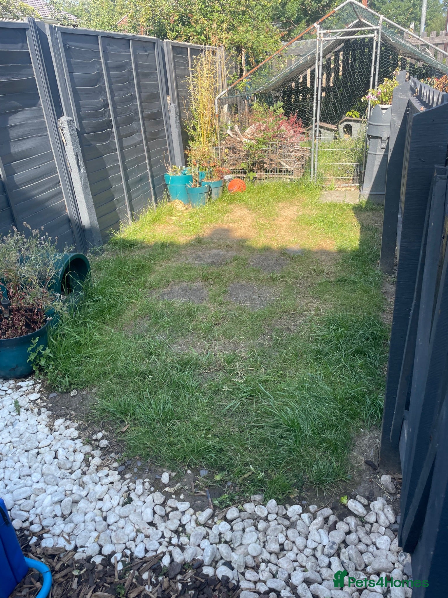 Tortoise reptiles Tortoise rehoming manchester - Advert 1