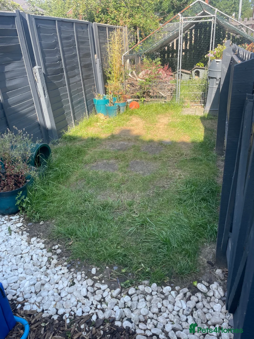 Tortoise reptiles for sale: Tortoise rehoming manchester - Advert 1