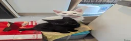 Mixed Breed cats for sale: Need to Go- Last Two, microchip included - Advert 24