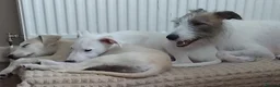 Lurcher dogs for sale: Beautiful Lurcher pups - Advert 5