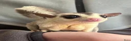 Sugar Glider rodents for sale: 1 male and female sugar gliders-Bonded Pair  - Advert 6
