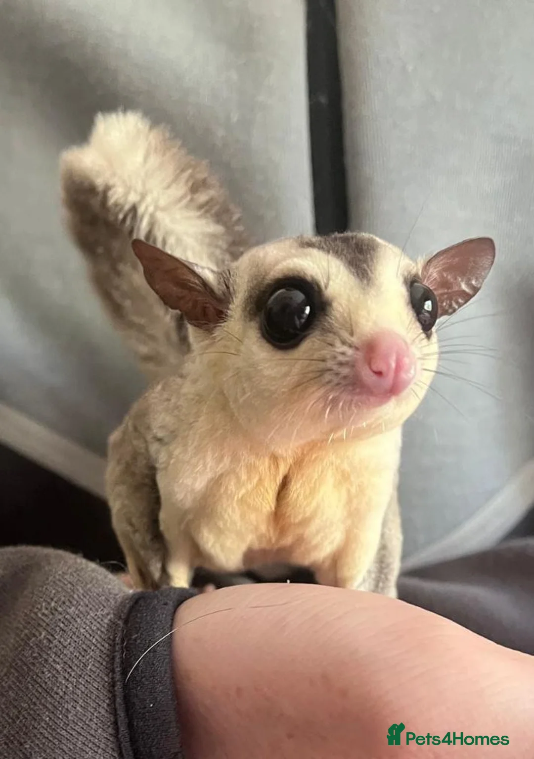 Sugar Glider rodents for sale: 1 male and female sugar gliders-Bonded Pair  - Advert 6