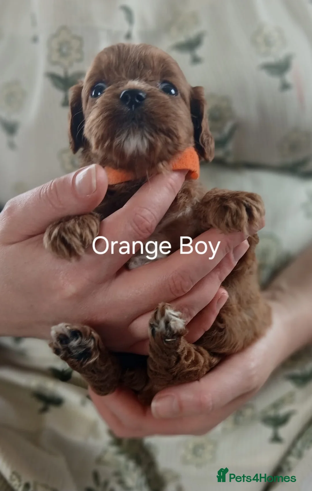 Cavapoo dogs for sale: Cavapoo Puppies **2 AVAILABLE** - Advert 2