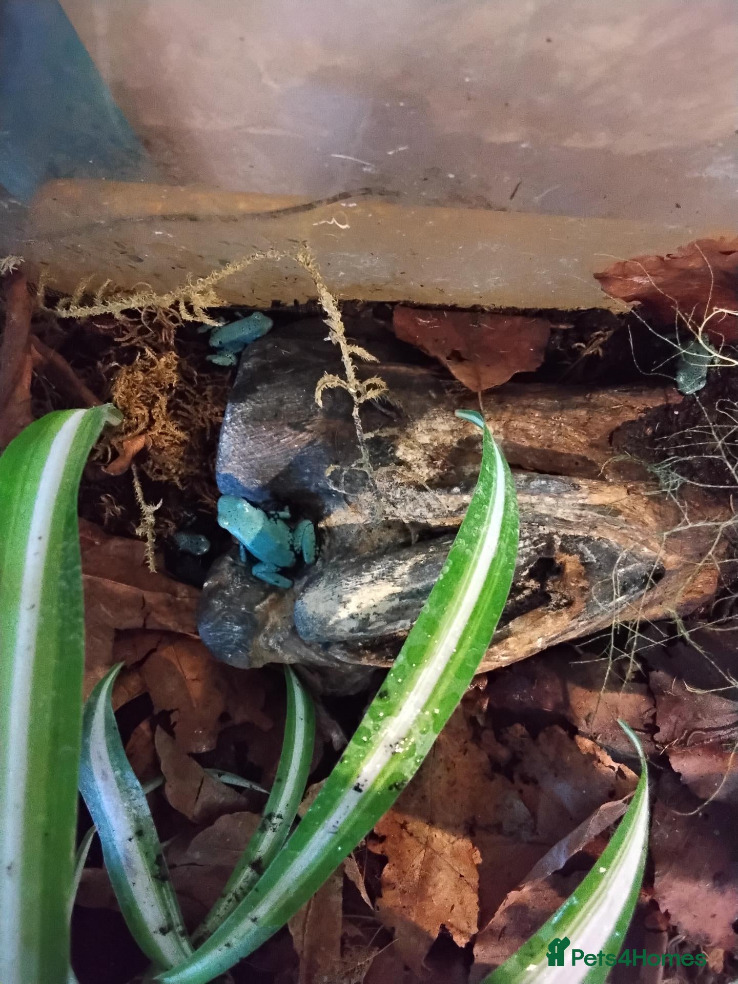 Frog reptiles Blue Splashback Dart frog babies - Advert 1