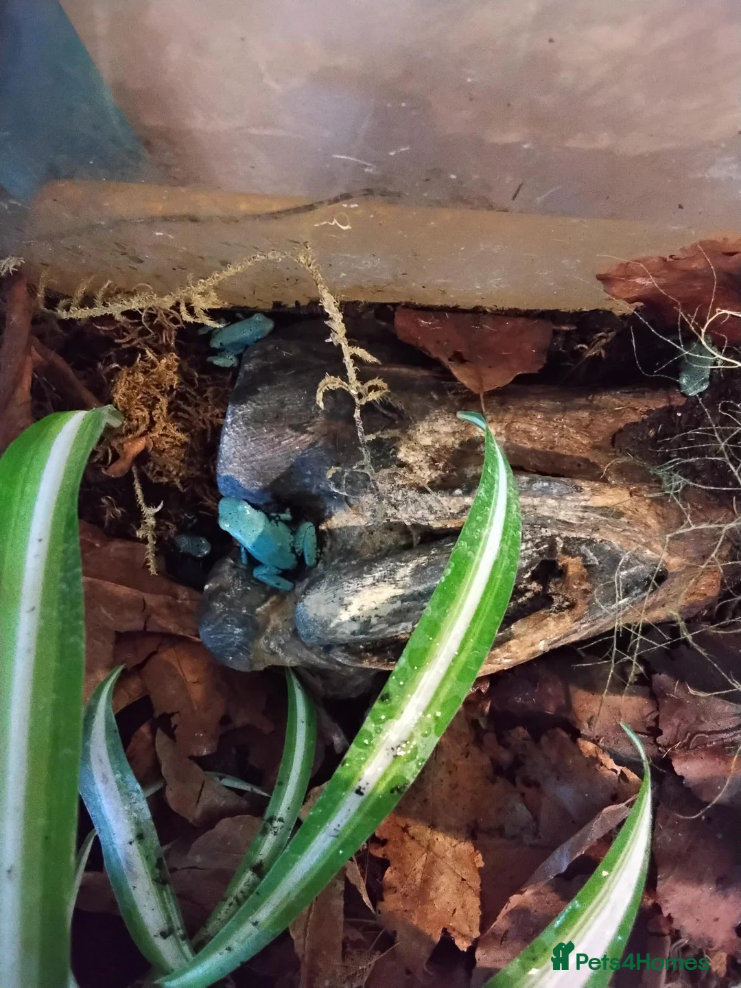 Frog reptiles for sale: Blue Splashback Dart frog babies - Advert 1