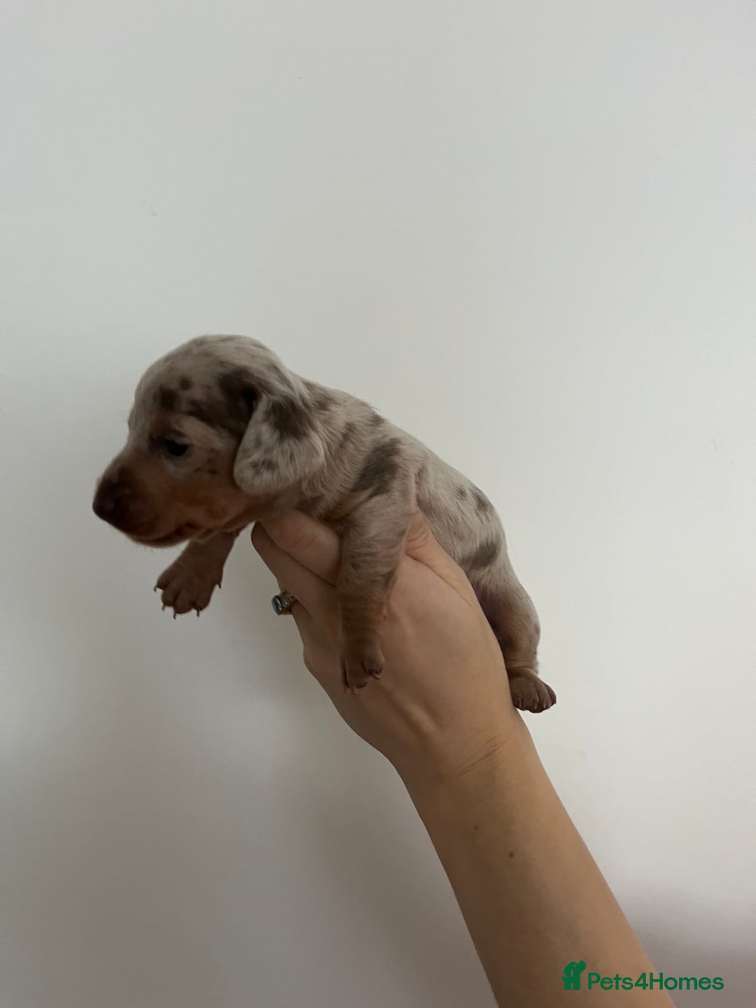 Miniature Dachshund dogs for sale: Miniature dachshund (short haired) - Advert 2