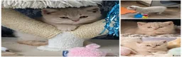British Shorthair cats for sale: 💕Exceptional Cream British Shorthair Kittens💕💕 - Advert 3