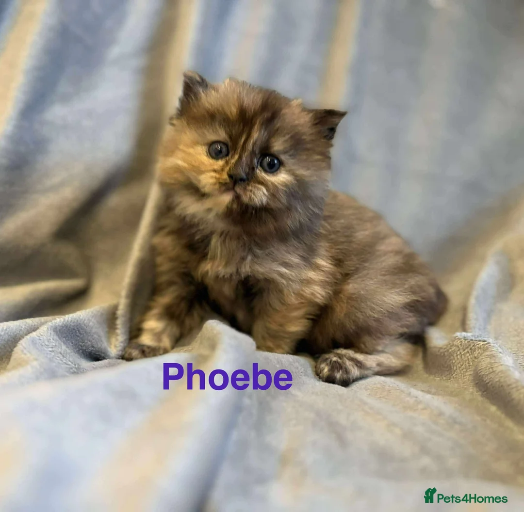 Persian cats for sale: **SOLD** Stunning litter of five female Perdolls - Advert 17