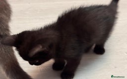 British Shorthair cats for sale: British shorthairs kittens - Image 3
