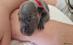 Staffordshire Bull Terrier dogs for sale: Excellent blue Staffordshire bull terrier puppies  - Image 6