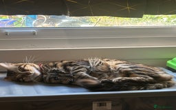 Bengal cats for sale: Garf unneutered male  - Image 3