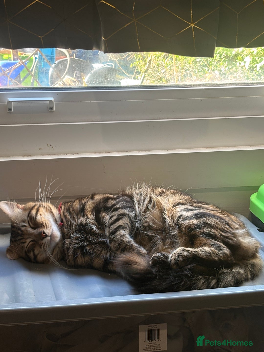 Bengal cats for sale: Garf unneutered male  - Image 3