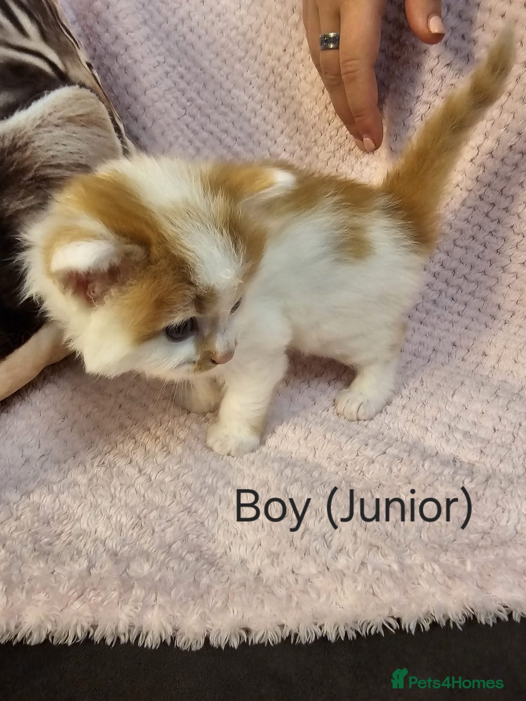 Mixed Breed cats for sale: British Long hair x kittens ONLY 4 FEMALES LEFT - Image 16