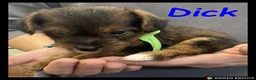 Jackapoo dogs for sale: Delightful Jackapoos - Advert 4