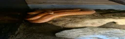 Mixed Breed reptiles for sale: Ball pythons boas and corns for sale  in Malvern - Advert 22