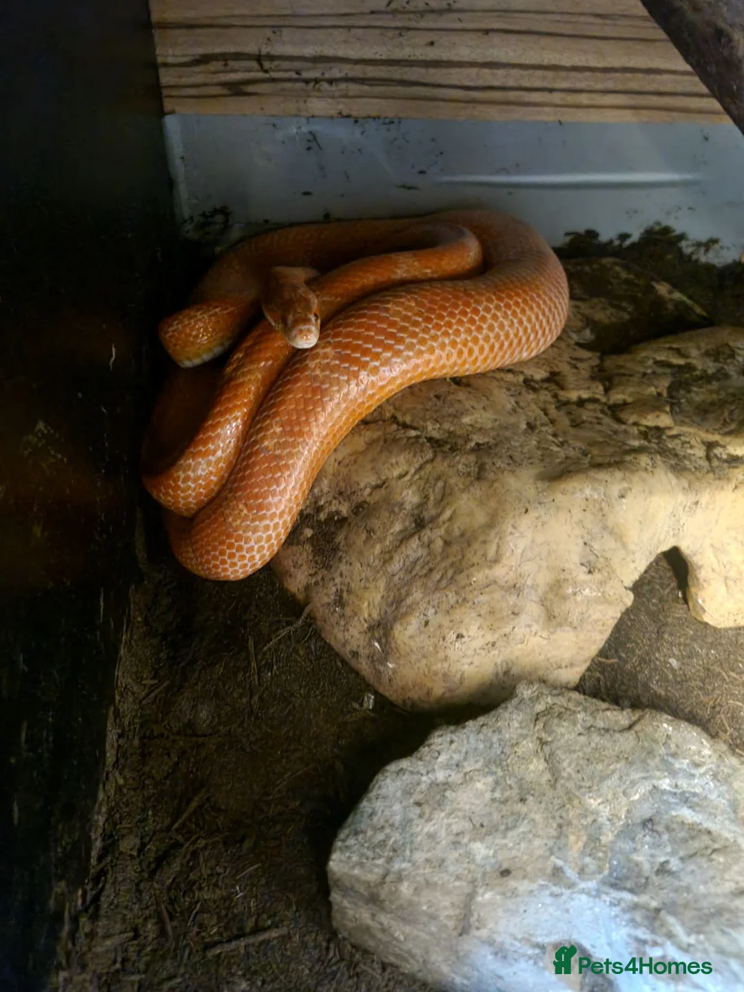 Mixed Breed reptiles for sale: Ball pythons boas and corns for sale  in Malvern - Advert 22