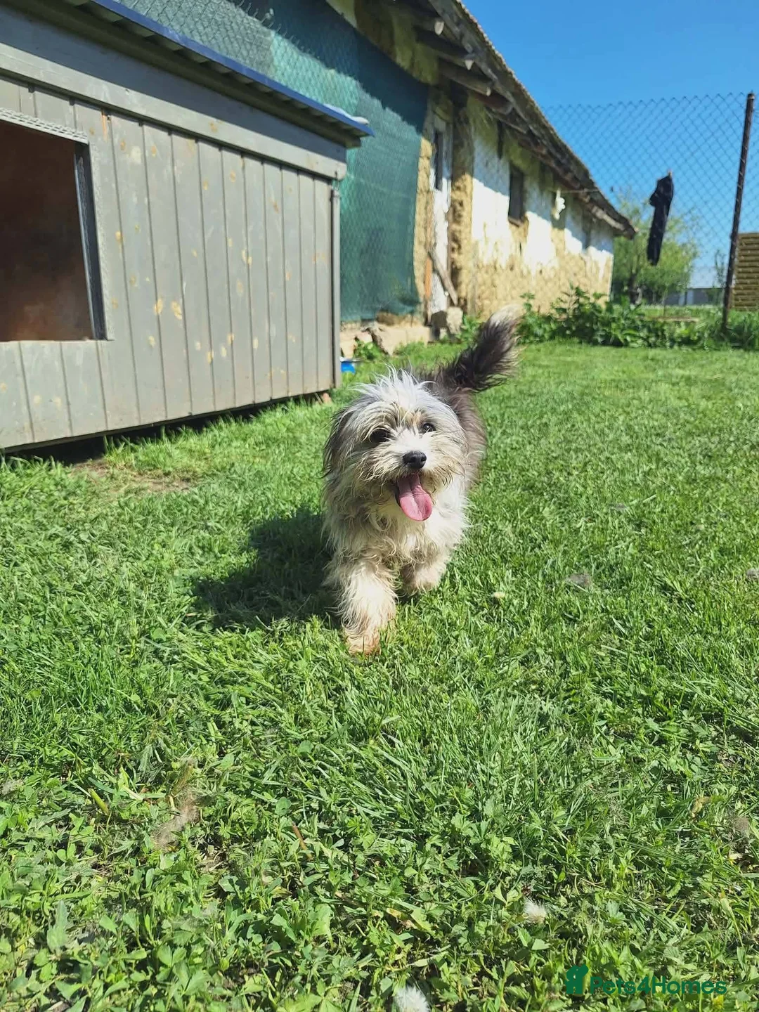 Mixed Breed dogs for adoption: Scruffy for adoption in Cirencester - Advert 2