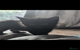 British Longhair cats for sale: 2 beautiful black kittens for sale  - Image 3