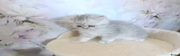 British Shorthair cats for sale: Purebred British Shorthair kittens  - Advert 2