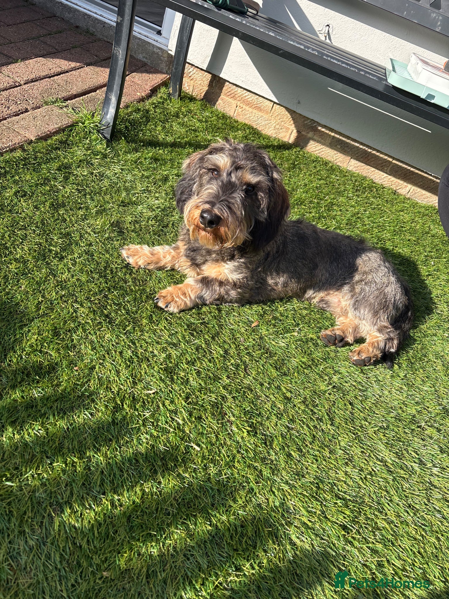 Dachshund dogs Standard wired hair daschund male - Advert 1