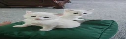 Ragdoll cats for sale: Ragdoll Bicolor- 2 playful girls. in Fareham - Advert 19