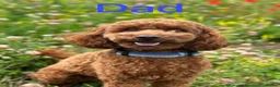 Cockapoo dogs for sale: F1b cockapoo puppies fully DNA and health tested. in Lewes - Advert 12