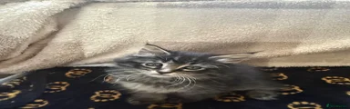 Kitten 4