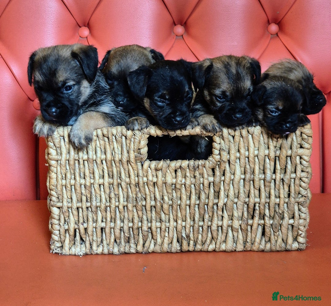 Border Terrier dogs for sale: KC Border Terriers - Image 2