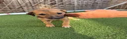 Mixed Breed dogs for sale: Bedlington Whippets - Advert 11