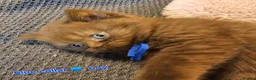 British Shorthair cats for sale: British short hairs / long hair  - Advert 7