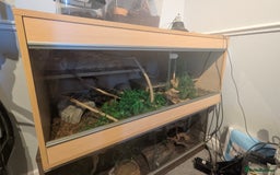 Python Snake reptiles for sale: Coastal Carpet Python  - Image 1