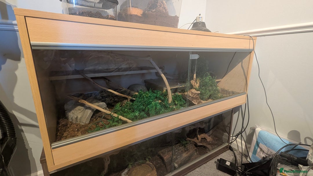 Python Snake reptiles for sale: Coastal Carpet Python  - Image 1