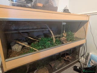 Python Snake reptiles - Advert 12