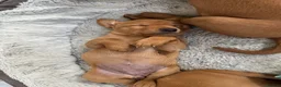 Labrador Retriever dogs for sale: Dark fox red Labrador puppies in Newcastle upon Tyne - Advert 17