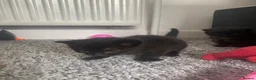 Mixed Breed cats for sale: Mum and 2 kittens  - Advert 5