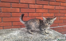 British Shorthair cats for sale: beautiful kittens available to pick up - Image 21