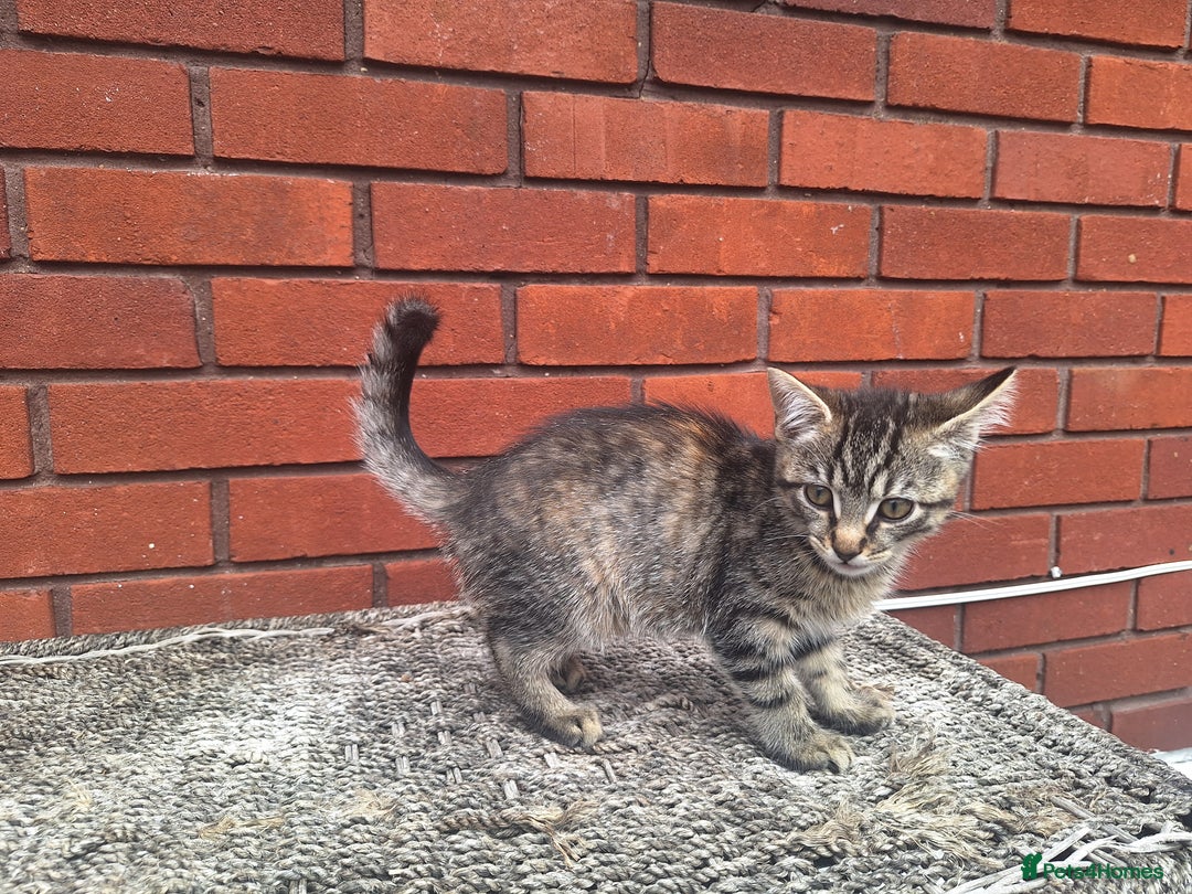 British Shorthair cats for sale: beautiful kittens available to pick up - Image 21