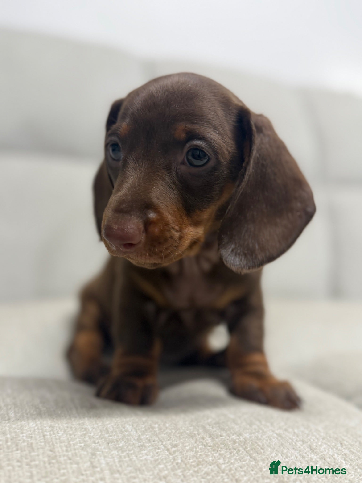 Miniature Dachshund dogs Beautiful litter of miniature dachshunds - Advert 1