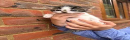 Mixed Breed cats for sale: Mixed breed kittens looking for a forever home  - Advert 6