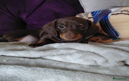 Dachshund dogs for sale: Miniature Daschund - Image 32